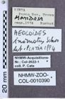 Etikette zu Aeoloides inornatus (NHMW-ZOO-COL-0010390)